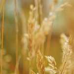 グランドティアラ岡崎